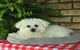 Havapoo dogs for sale: Thomas - Image 2