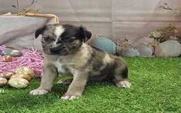 Catahoula Leopard Dog dogs for sale: Goldie 2025 F1 - Image 5