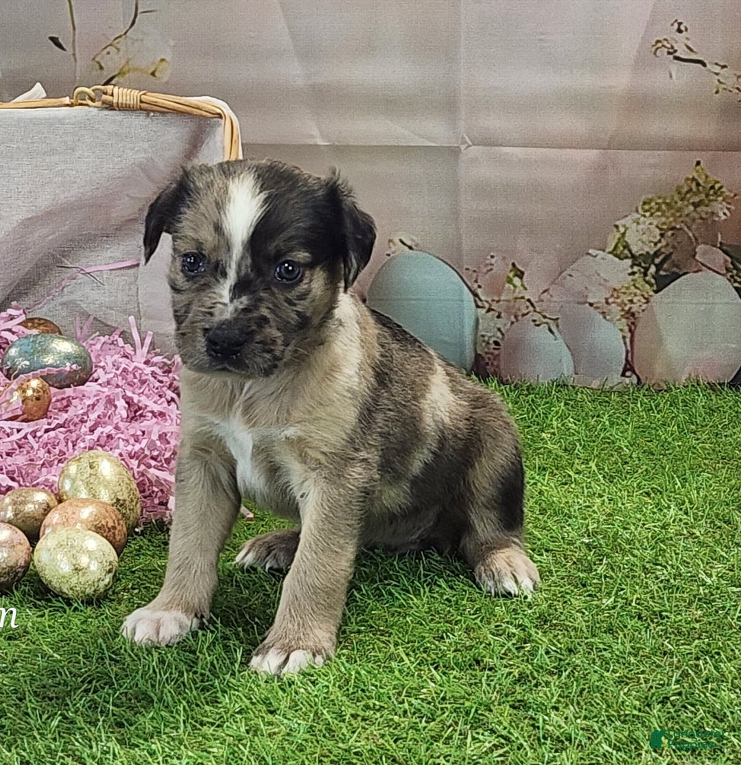 Catahoula Leopard Dog dogs for sale: Goldie 2025 F1 - Image 5