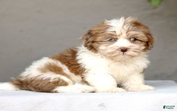 Shihpoo dogs for sale: Debbie - Image 3