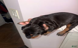 Doberman Pinscher dogs for sale: Male 1 - Image 2