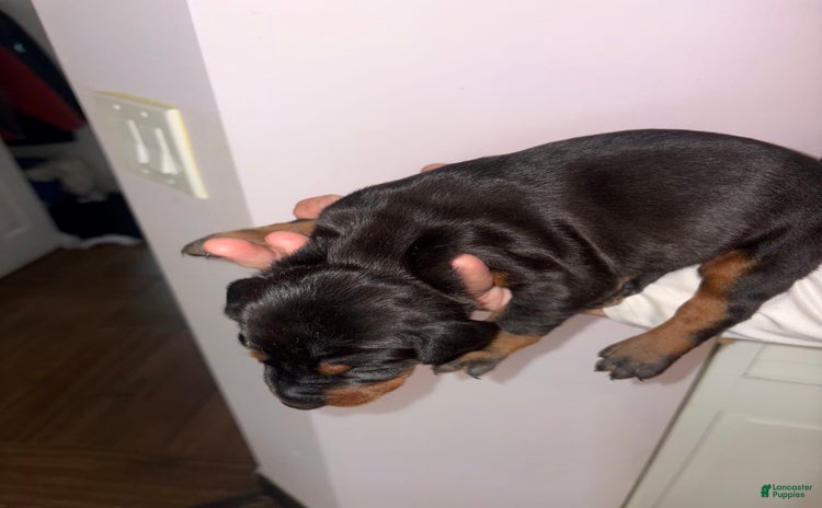 Doberman Pinscher dogs for sale - Ad 1