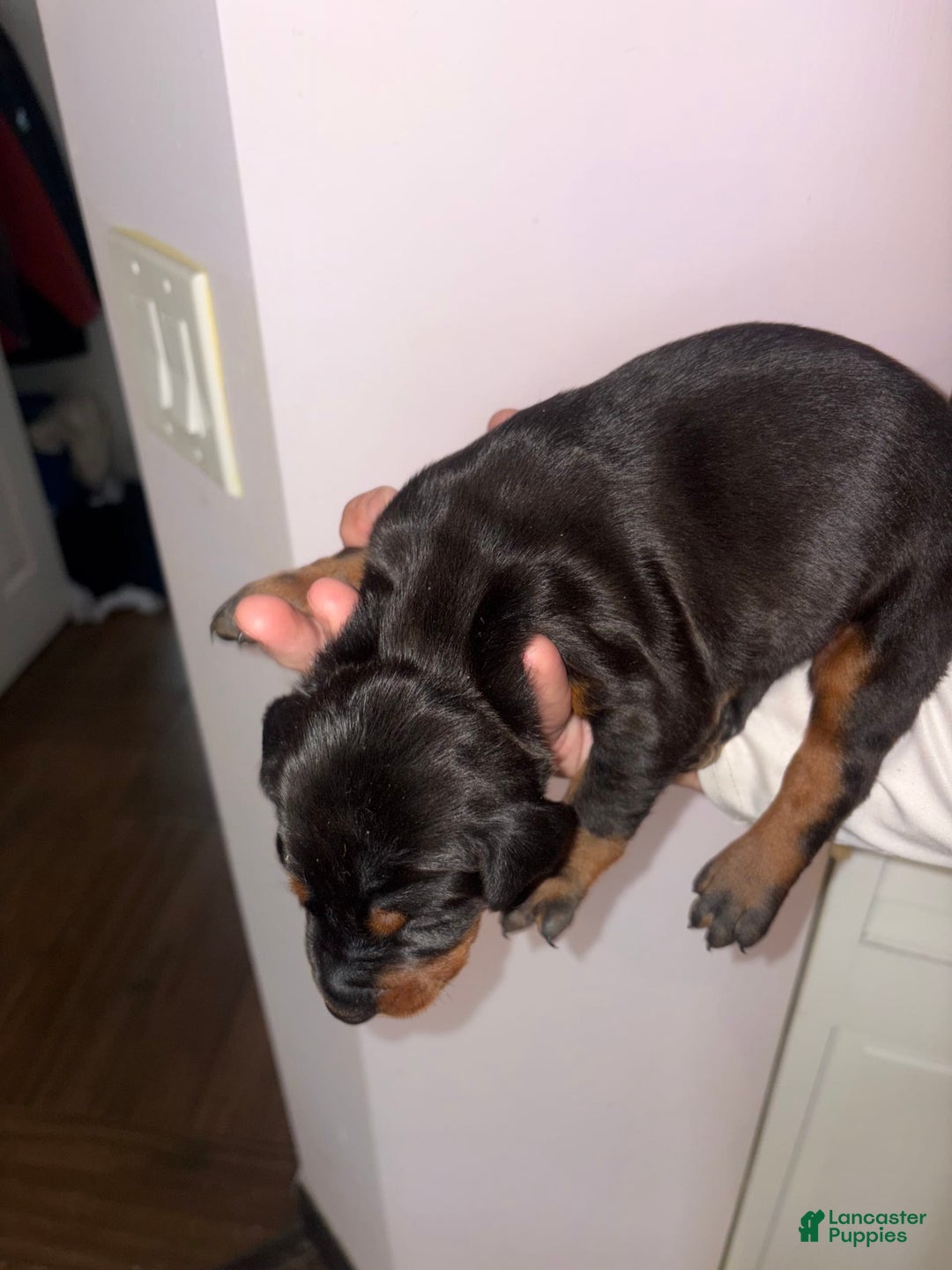 Doberman Pinscher dogs for sale: Male 1 - Image 2