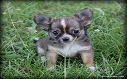Chihuahua dogs for sale: Petite Lonhair Ora - Image 3