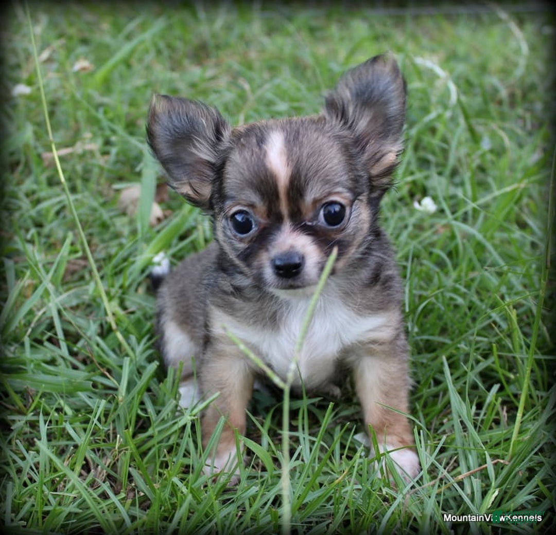 Chihuahua dogs for sale: Petite Lonhair Ora - Image 3