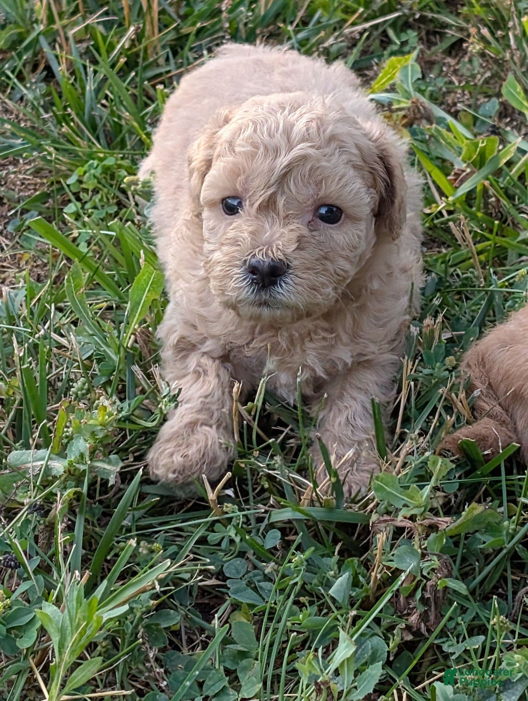 Bichpoo dogs for sale: Ellie - Image 4