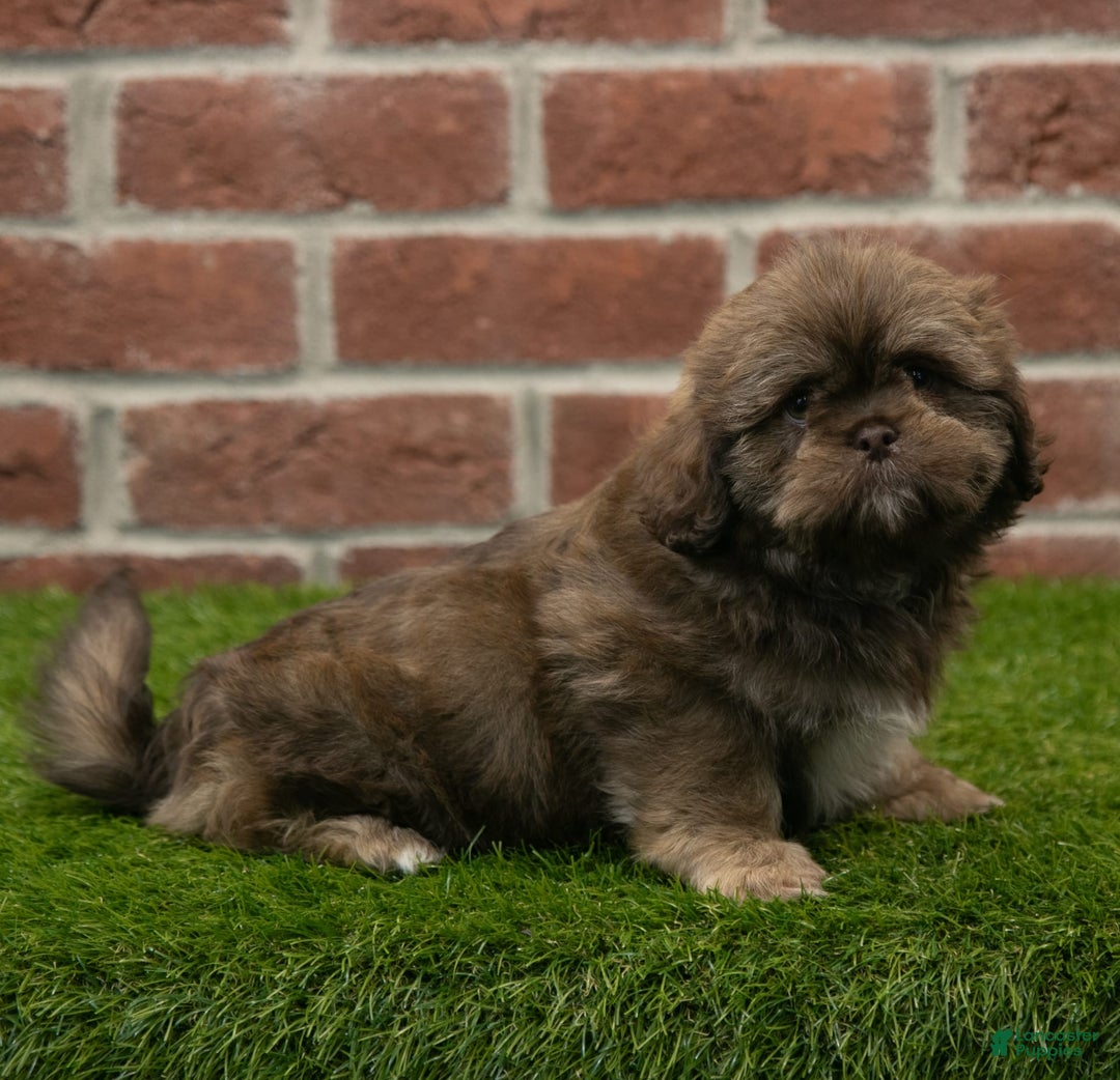 Shih Tzu dogs for sale: Katie - Image 8