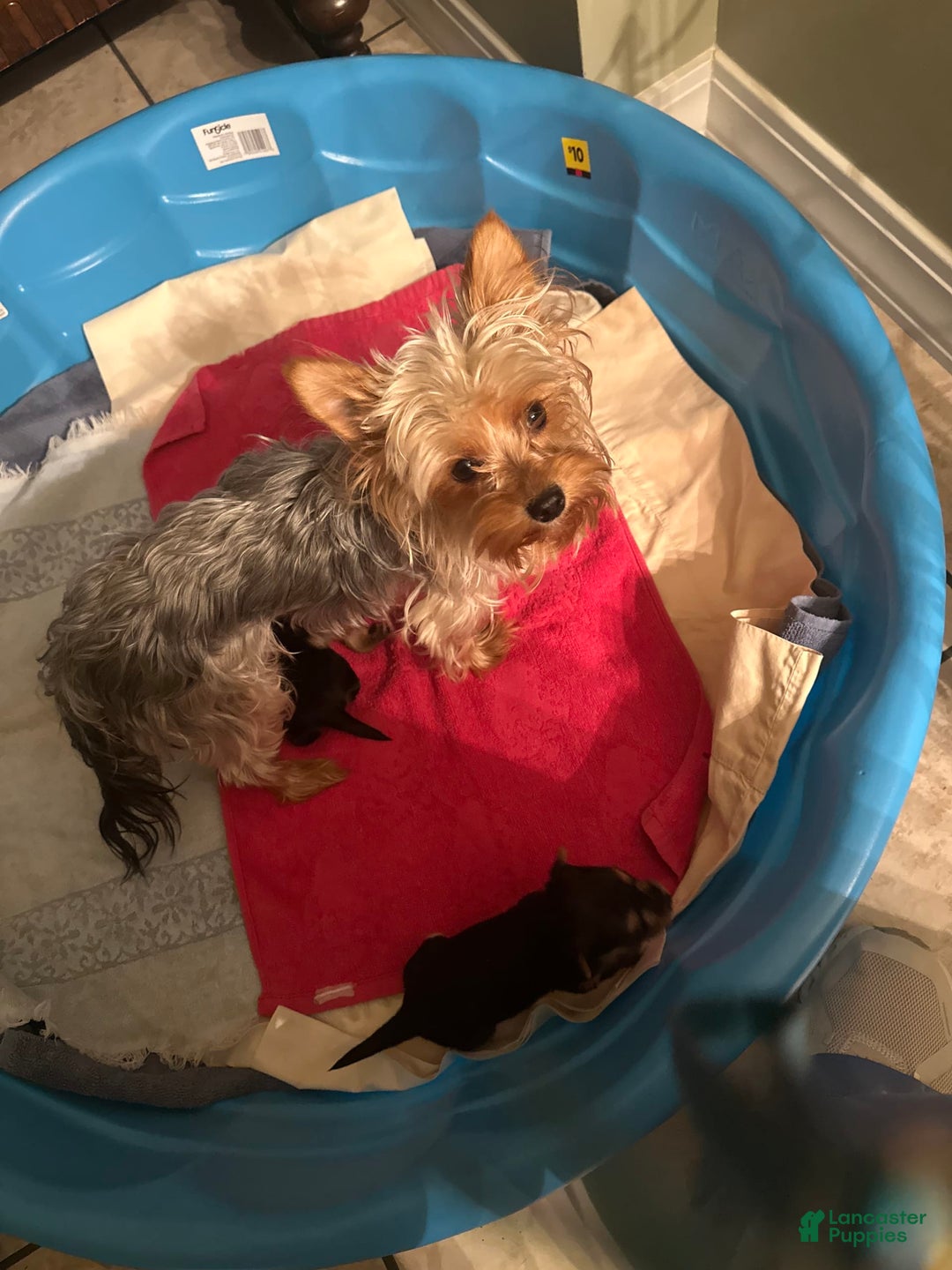 Yorkshire Terrier dogs for sale: Lacie - Image 4