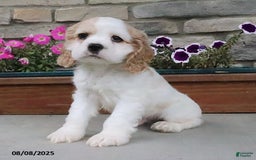 Cocker Spaniel dogs for sale: Oscar - Image 10