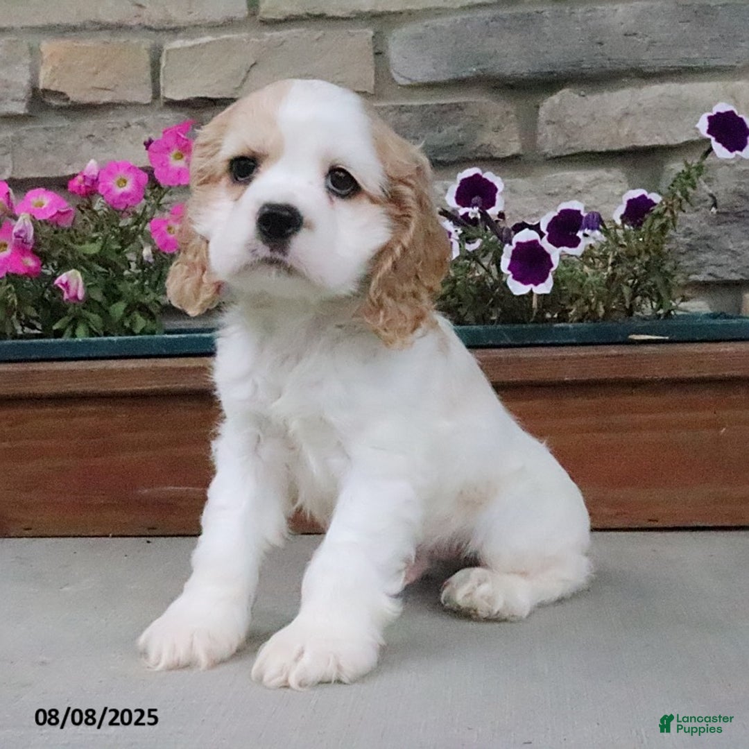 Cocker Spaniel dogs for sale: Oscar - Image 10