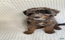 Miniature Poodle dogs for sale: Shaggy - Image 3