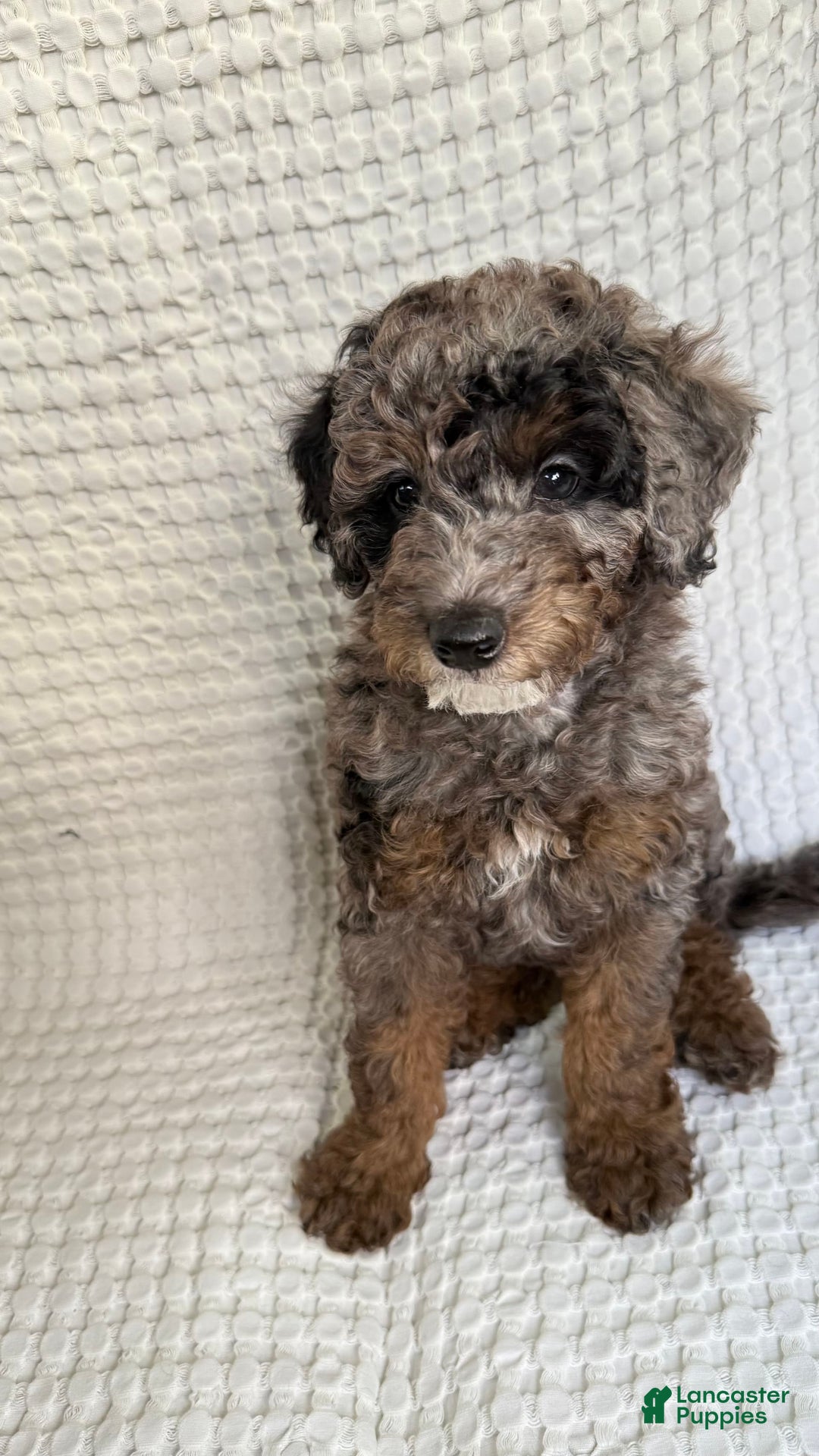 Miniature Poodle dogs for sale: Shaggy - Image 3