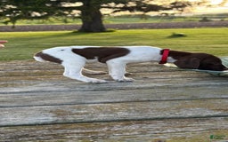 German Shorthaired Pointer dogs for sale: Red Collar - Image 4