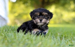 Morkie dogs for sale: George - Image 3