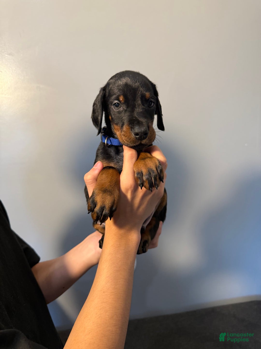 Doberman Pinscher dogs for sale: Blue Collar - Image 7