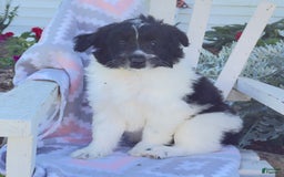 Miniature Poodle dogs for sale: Baxter - Image 5