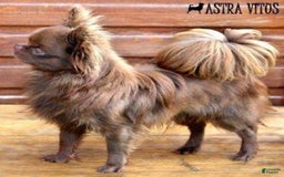 Chihuahua dogs for sale: Full Akc   Dealer - Image 13