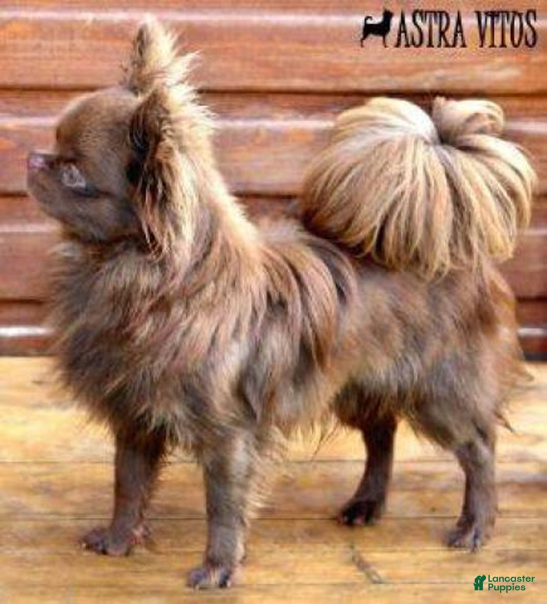 Chihuahua dogs for sale: Full Akc   Dealer - Image 13