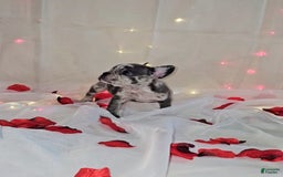 French Bulldog dogs for sale: Missy - Image 2