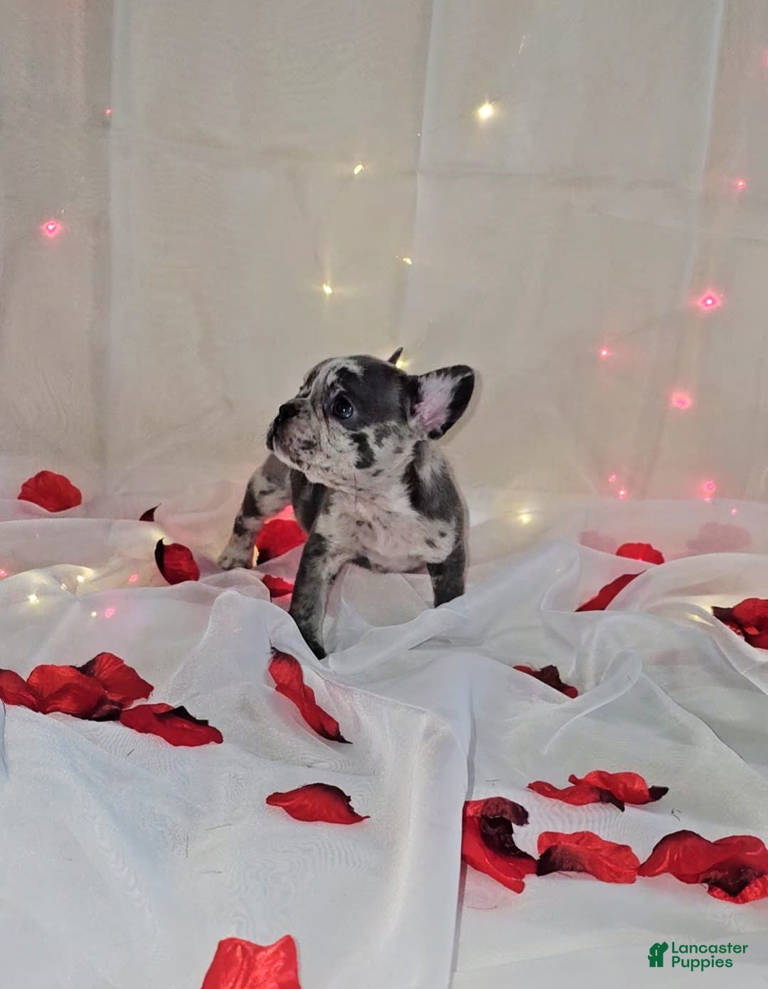 French Bulldog dogs for sale: Missy - Image 2