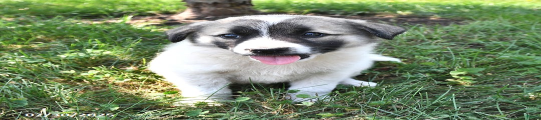 Taffy