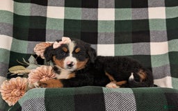 Bernese Mountain Dog dogs for sale: Gabriella - Image 4
