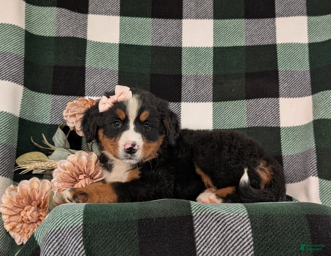 Bernese Mountain Dog dogs for sale: Gabriella - Image 4