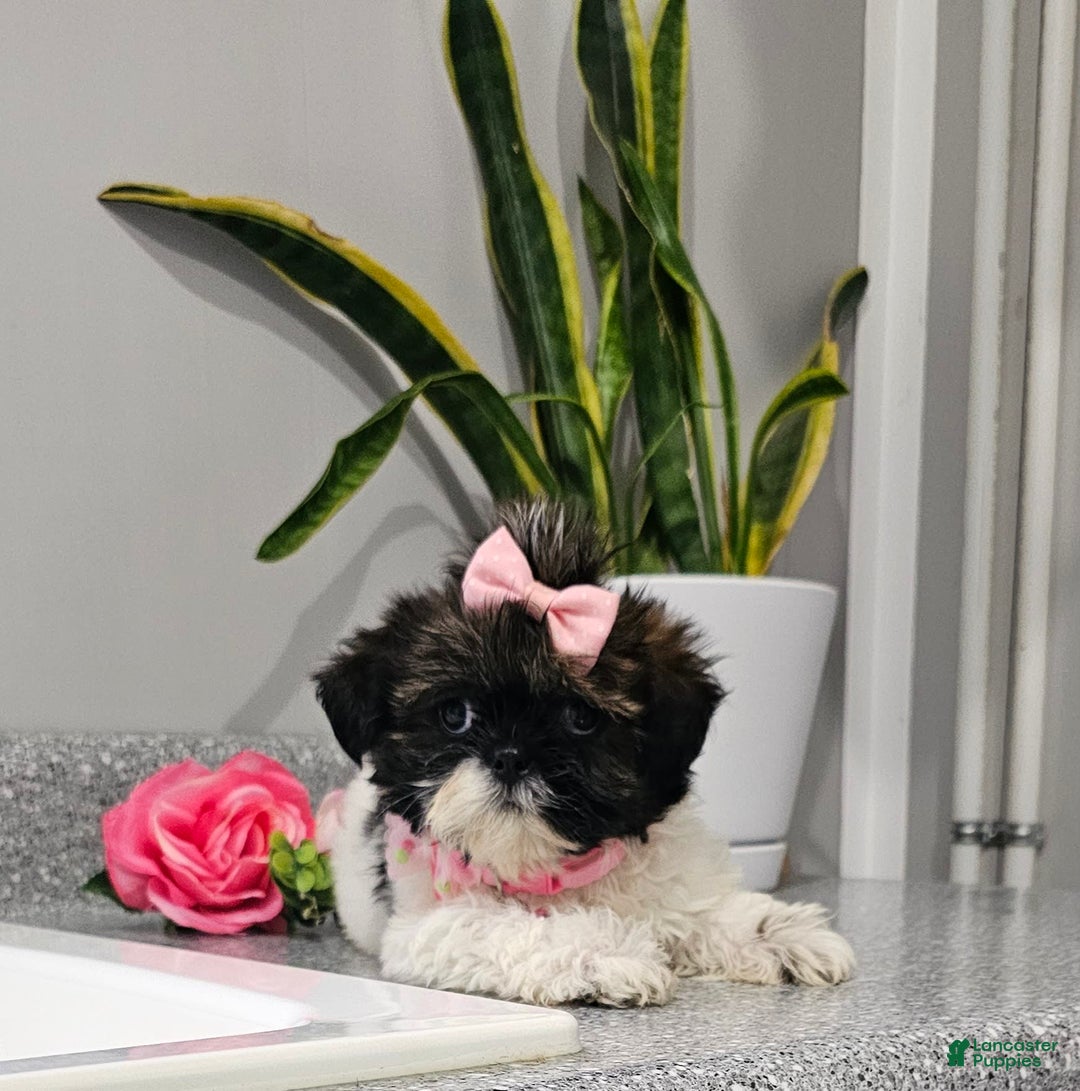 Shih Tzu dogs for sale: Tiny Tiff ❤️ - Image 35
