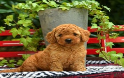 Mini Goldendoodle dogs for sale: Candie - Image 8