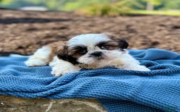 Shih Tzu dogs for sale: Atlas - Image 2