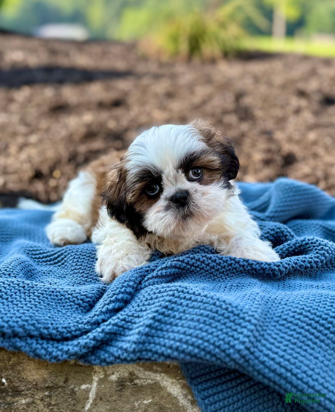 Shih Tzu dogs for sale: Atlas - Image 2