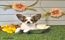 Papillon dogs for sale: Blake - Image 13