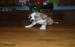 Chihuahua dogs for sale: George - Image 2