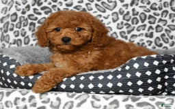Cockapoo dogs for sale: Daisy - Image 7