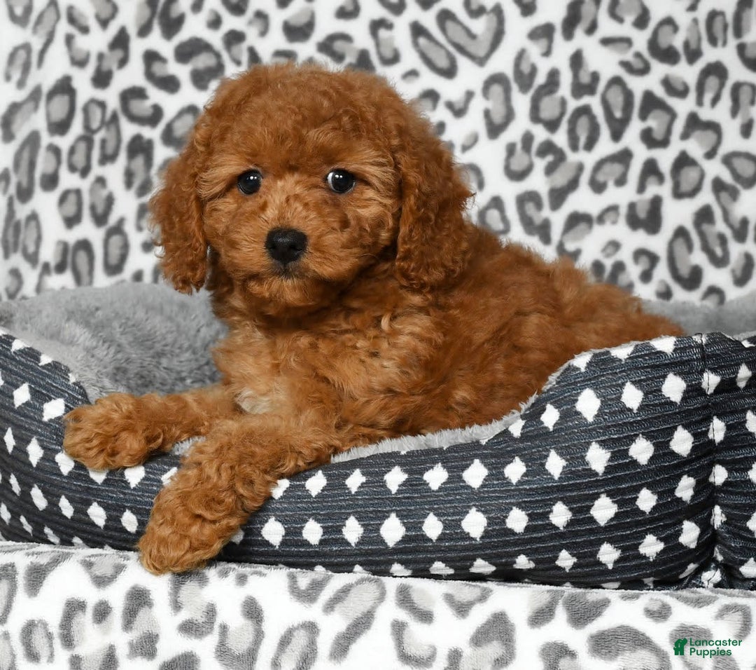 Cockapoo dogs for sale: Daisy - Image 7