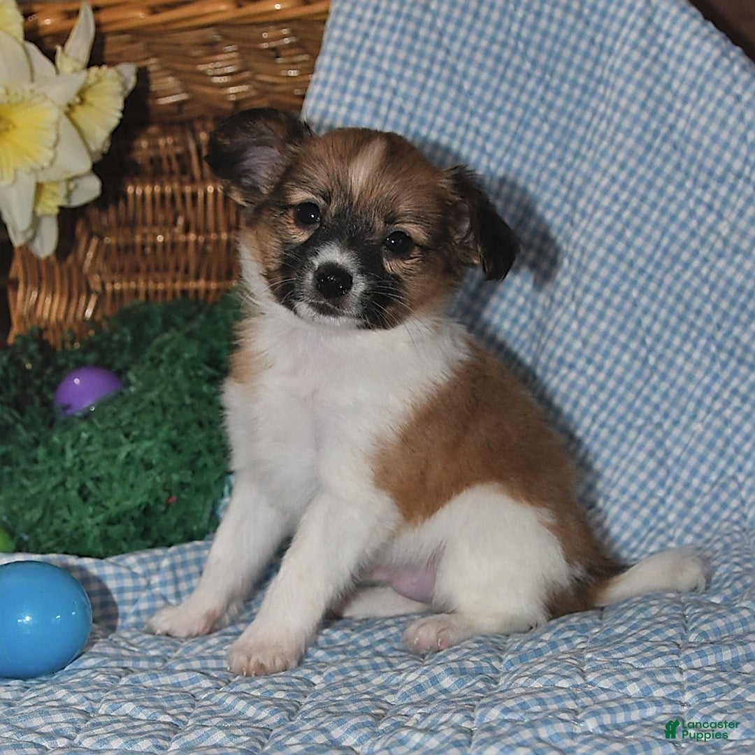 Papillon dogs for sale: Pluto - Image 1