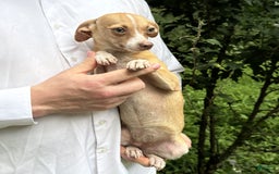 Chihuahua dogs for sale: Olive - Image 11