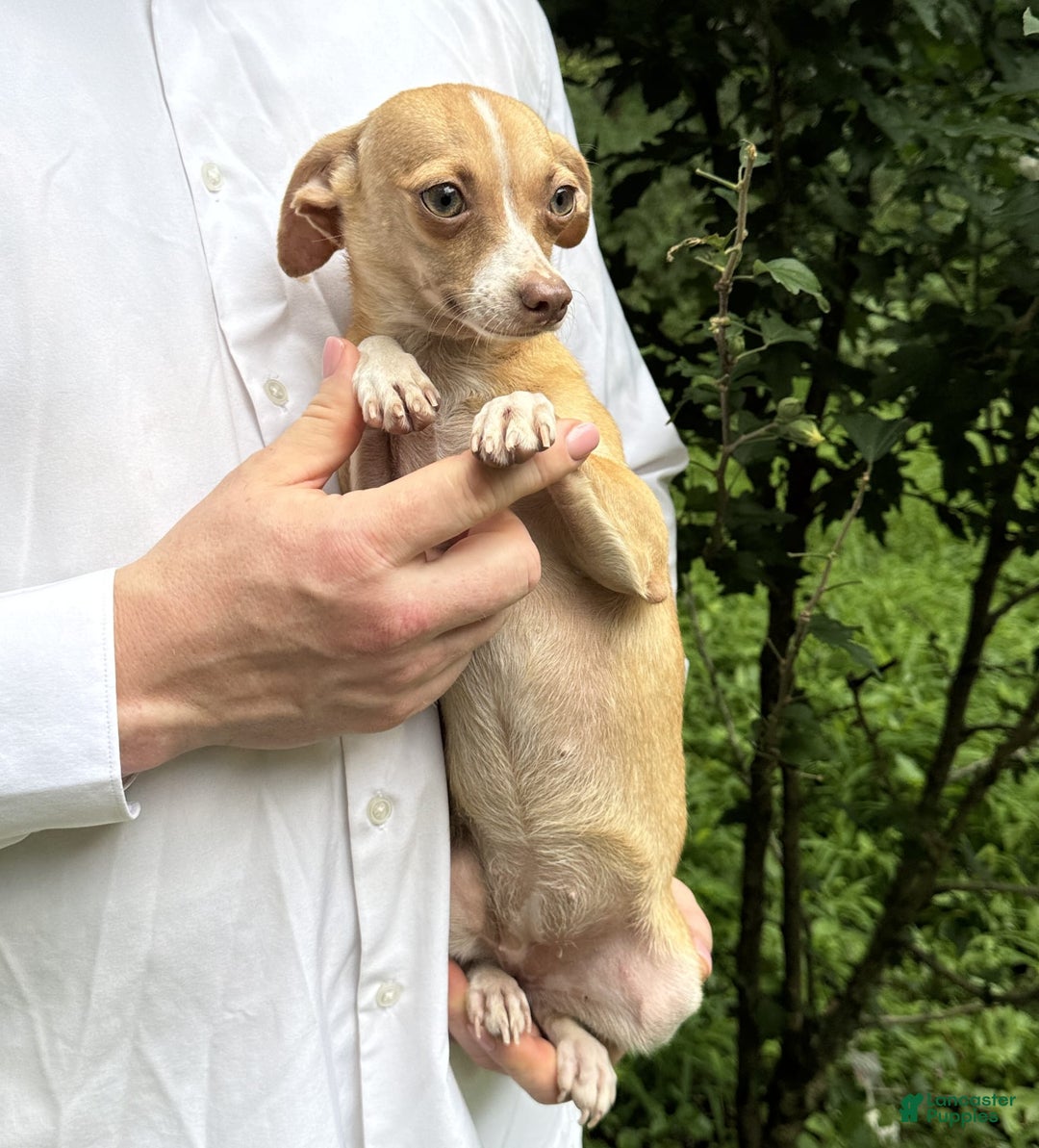 Chihuahua dogs for sale: Olive - Image 11