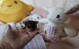 Yorkshire Terrier dogs for sale: Cc - Image 7