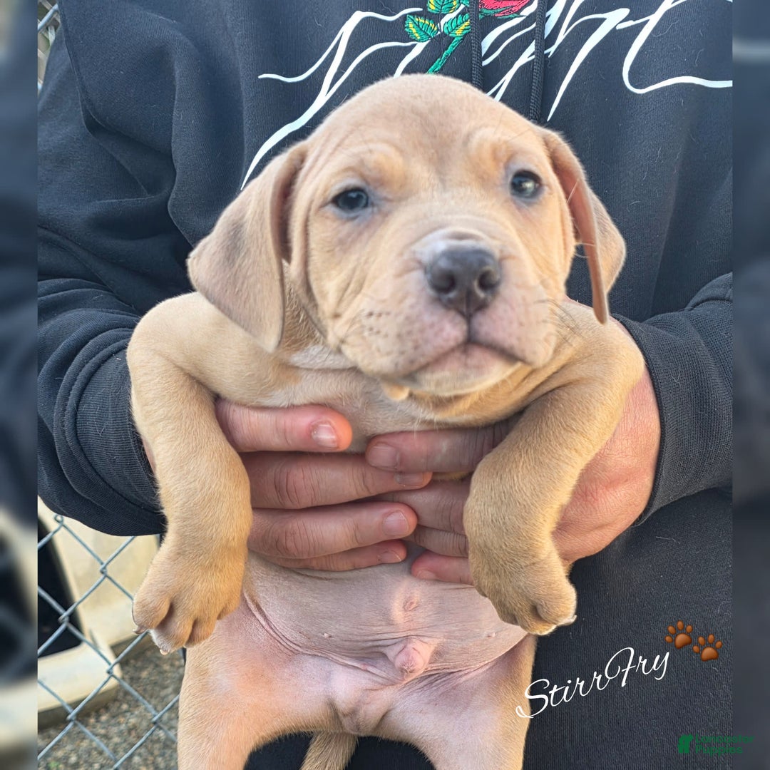 American Pit Bull Terrier dogs for sale: Stirrfry - Image 1