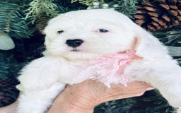 Cockapoo dogs for sale: Buff Baby Boy - Image 3