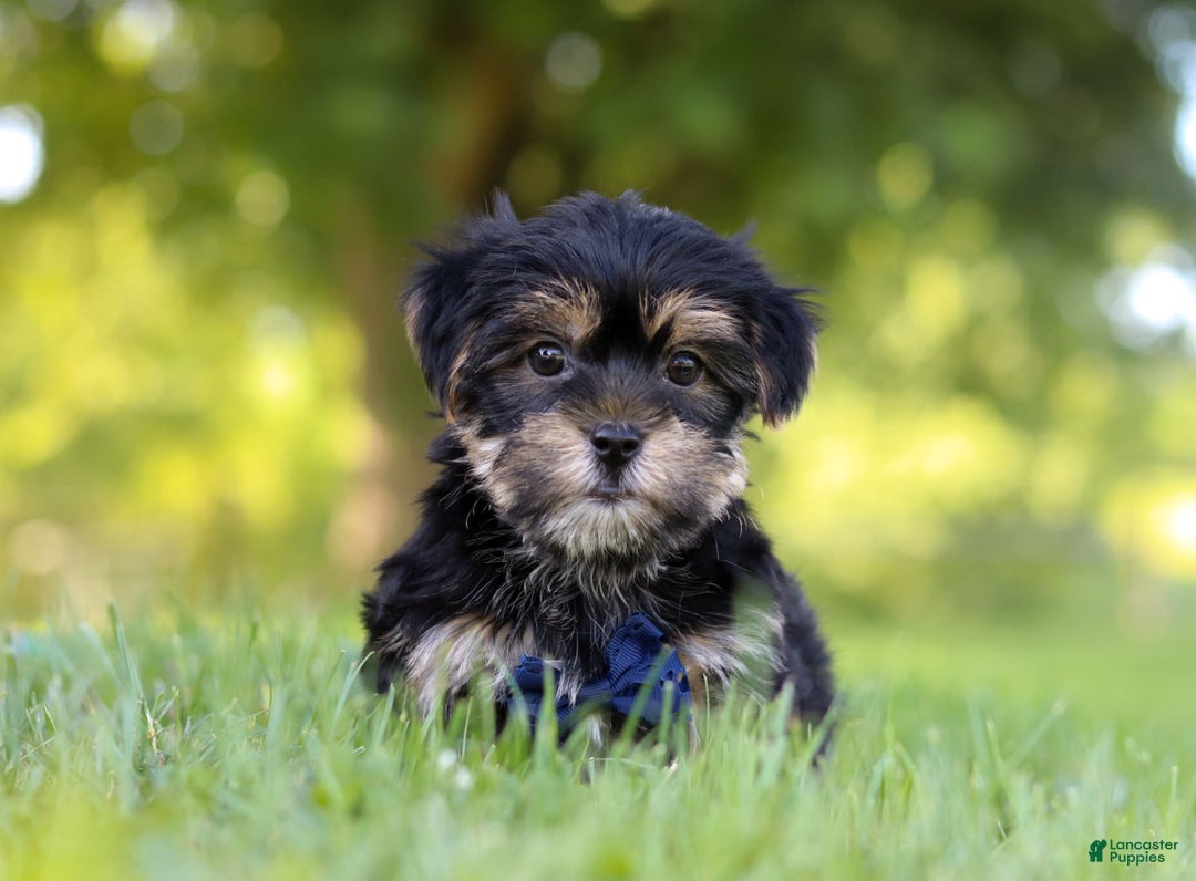 Morkie dogs for sale: George - Image 1