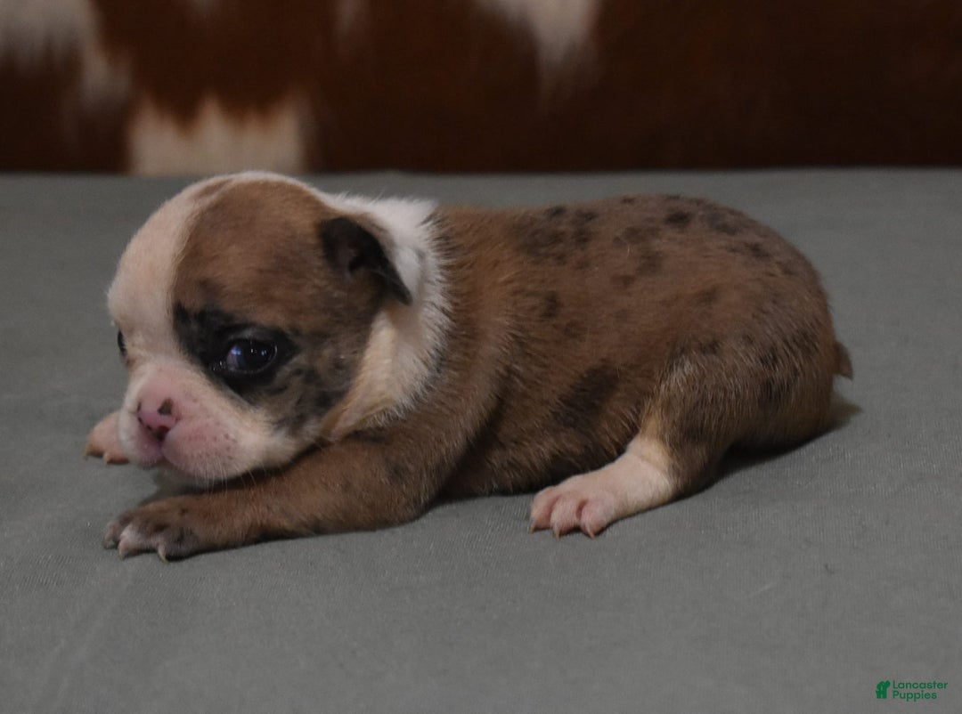 French Bulldog dogs for sale: SISSY RED MERLE - Image 3