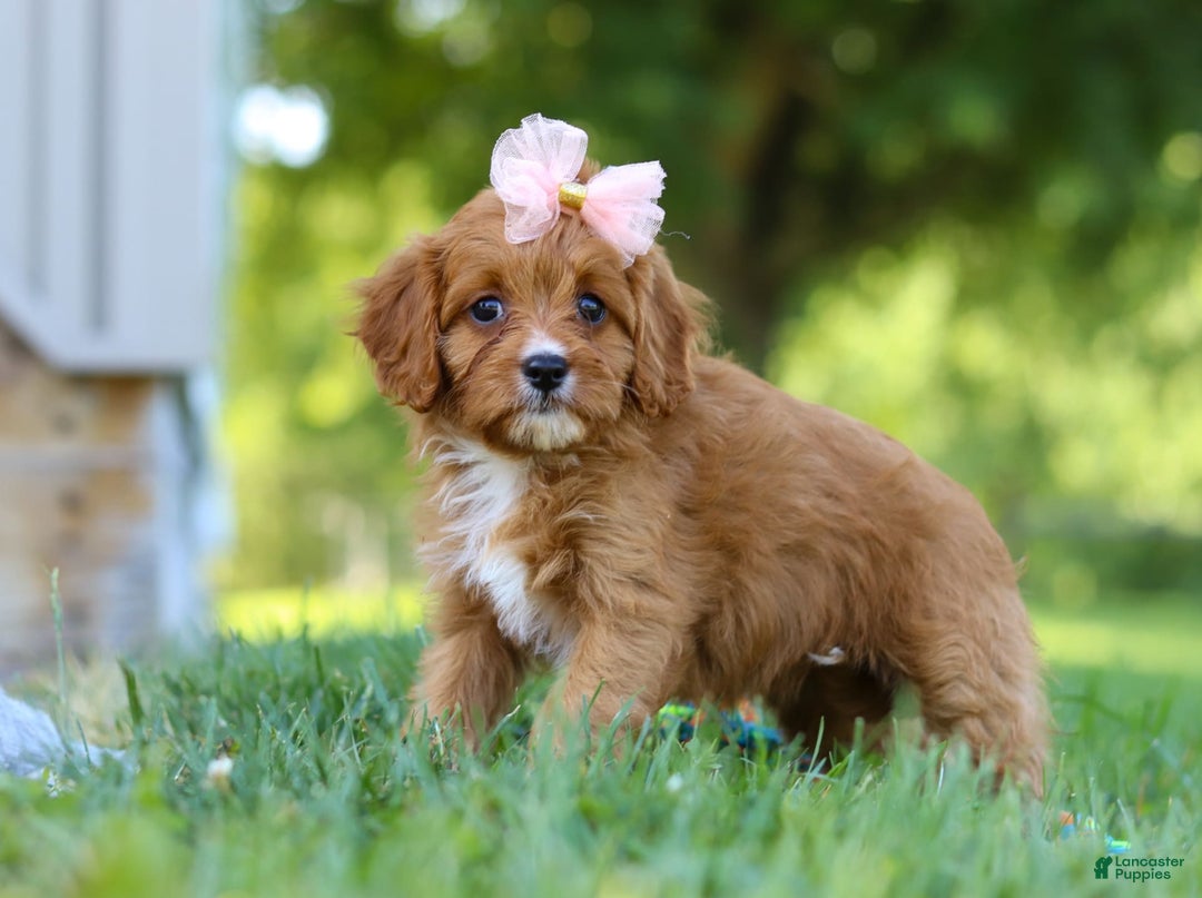 Cavapoo dogs for sale: Cavapoo 4 puppies - Image 30