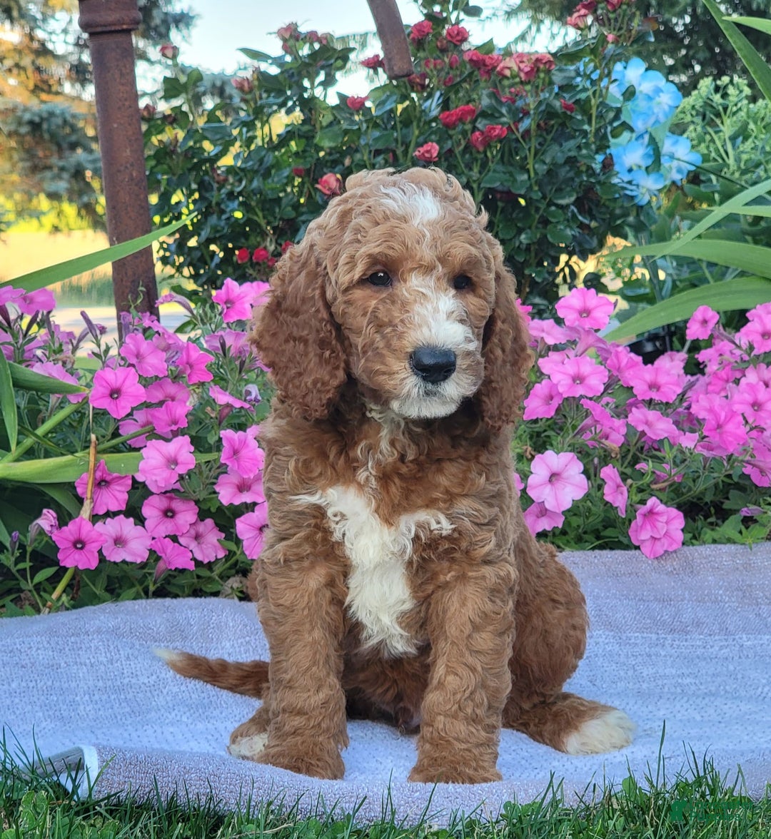 Goldendoodle dogs for sale: Royal - Image 6