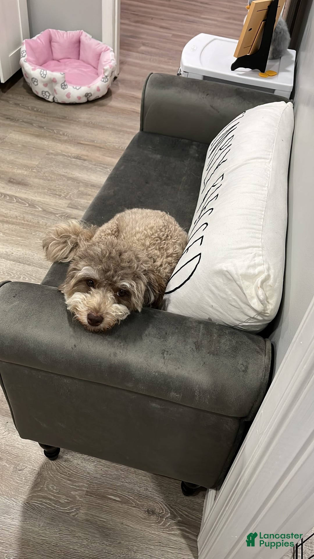 Maltipoo dogs for sale: Baxter - Image 10