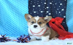 Welsh Corgi Pembroke dogs for sale: Linton - Image 11