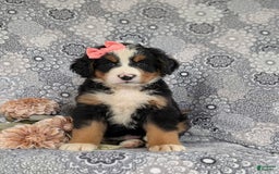 Bernese Mountain Dog dogs for sale: Emma - Image 4