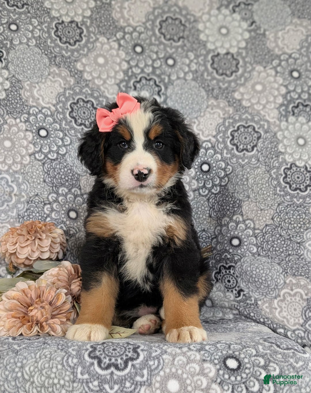 Bernese Mountain Dog dogs for sale: Emma - Image 4