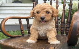 Goldendoodle dogs for sale: Butterscotch - Image 7